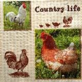 Poules et coqs "Country life"
