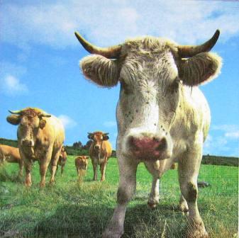 Belles vaches à cornes