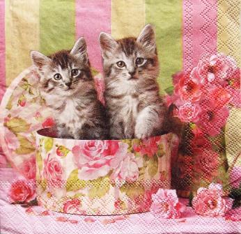 2 chatons gris dans la boite aux roses