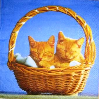 2 chatons roux dans le panier
