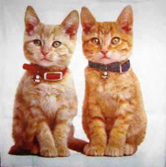2 chatons assis avec leurs colliers