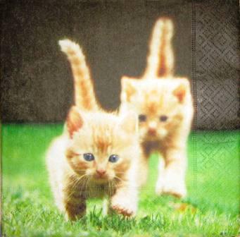 2 chatons roux dans l'herbe