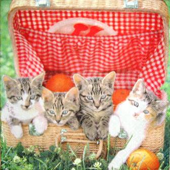 3 chatons dans le panier pique-nique