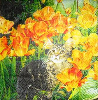 Chat tigré dans les fleurs oranges