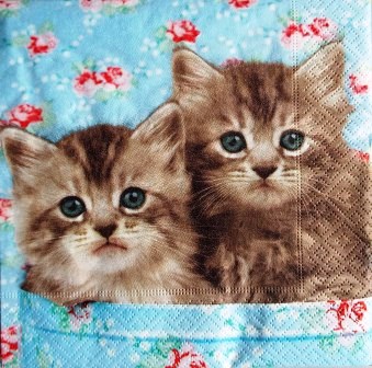 2 beaux chatons sur tissu liberty