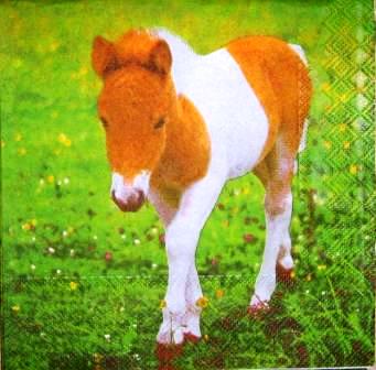 Bébé poney dans l'herbe