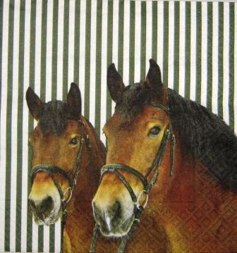 2 beaux chevaux, fond rayé