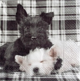 Chien noir et chien blanc, fond écossais