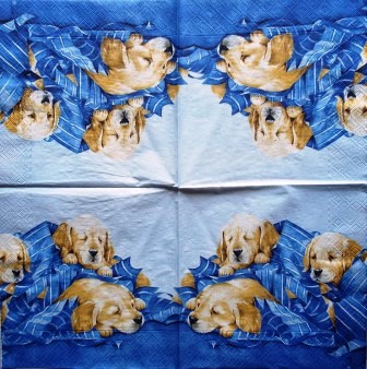 Chiots labrador dans les draps bleus