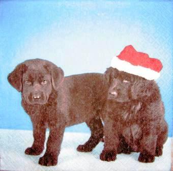 Chiots labrador noirs au bonnet de Noël