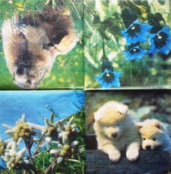 Chiens, marmottes et fleurs de montagne