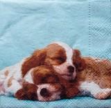 2 beaux chiens Cavalier King Charles