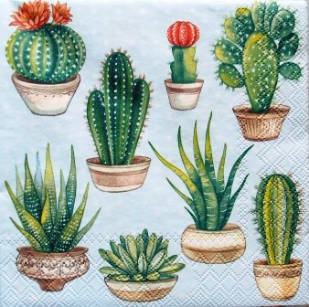 Pots de cactus
