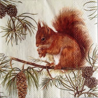 Ecureuil mange des noisettes dans le pin