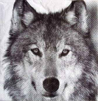Belle tête de loup en noir et blanc