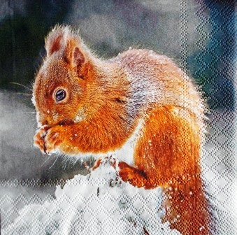 Petit écureuil dans la neige