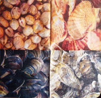 Huitres, moules, coques, coquillages