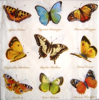 Papillons divers, fond blanc