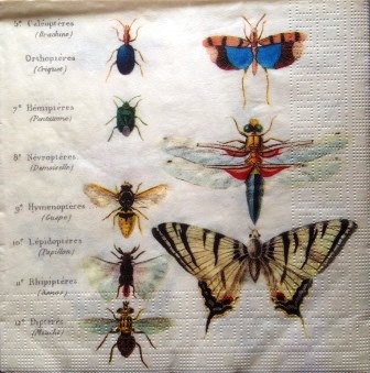 Insectes variés : mouche,guêpe,criquet...