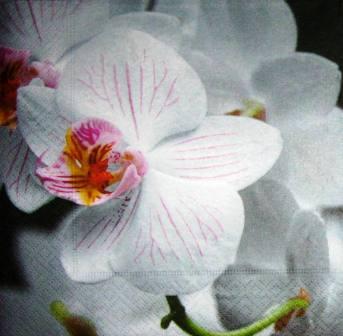 Belle fleur d'orchidée