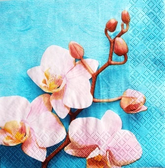 Belle orchidée rose, fond bleu