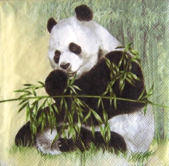 Panda et eucalyptus