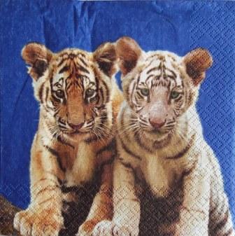 2 bébés tigres sur fond bleu