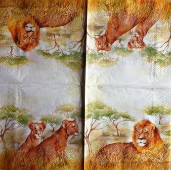 Lion et lionnes dans la savane