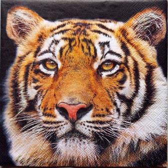 Beau portrait de tigre