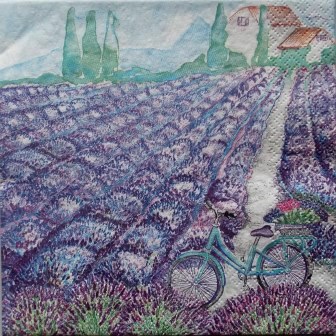 Vélo devant le champ de lavande