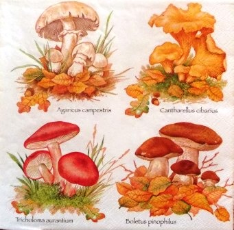 4 variétés de champignons sur feuilles