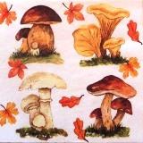 4 variétés de champignons