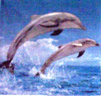 2 dauphins qui sautent