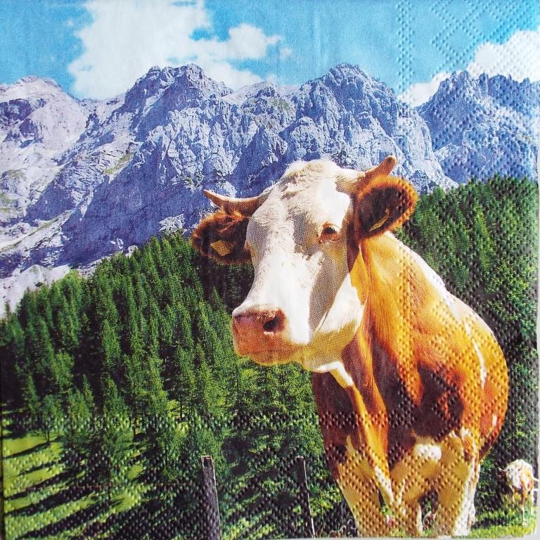 Vache de montagne