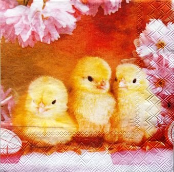 Les 3 poussins et les fleurs