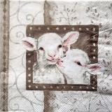 2 agneaux tout mignons
