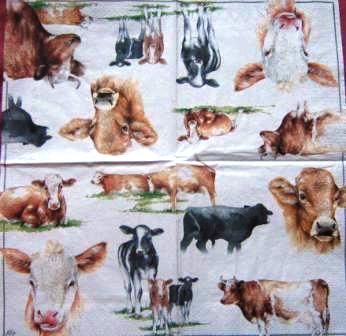 Vaches diverses