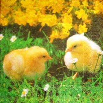 2 poussins dans l'herbe