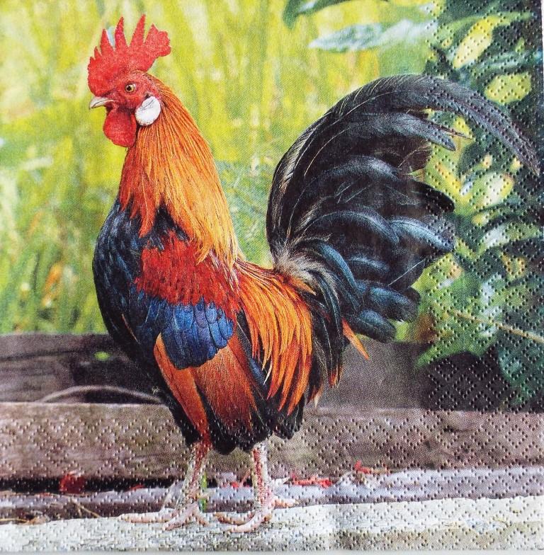 Magnifique coq