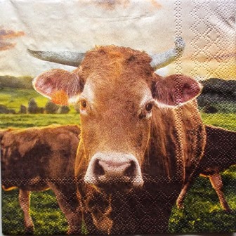 Portrait de vache dans la pâture