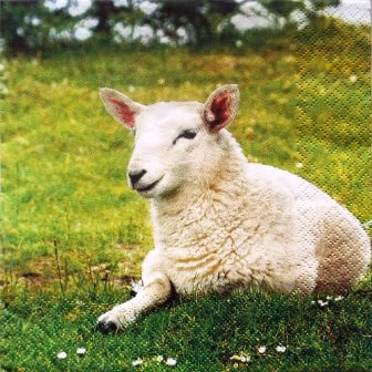 Le mouton couché dans l'herbe