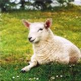 Le mouton couché dans l'herbe