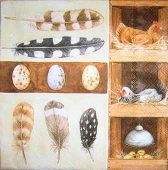 Poules, poussins, plumes et oeufs