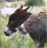 2 ânes dans le pré