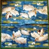 Les beaux canards dans la mare