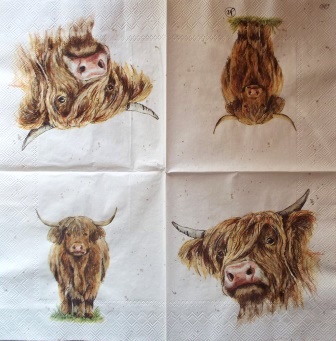 Vache Highland poils longs, portrait et entier