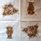 Vache Highland poils longs, portrait et entier