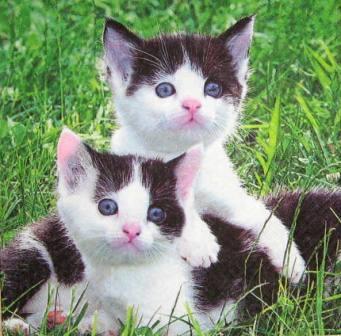 2 chatons noirs et blancs