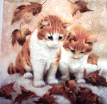 2 chatons roux et blanc