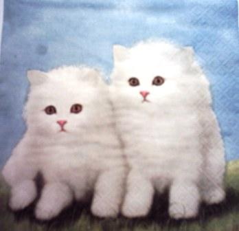 2 chatons persans blancs